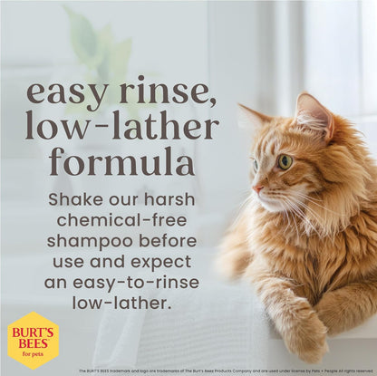Hypoallergenic Cat Shampoo with Shea Butter and Honey, Gentle Formula for Indoor Cats with Dry or Sensitive Skin, Ph Balanced, Fragrance-Free, 10 Fl Oz - 2 Pack